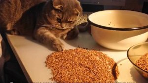 Какие крупы можно давать кошкам — полезные и запрещённые каши в рационе