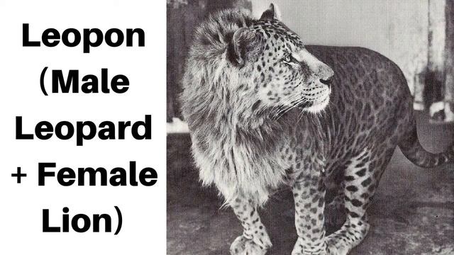 17 Bizarre Hybrid Animal That Actually Exist смотреть онлайн