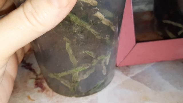 Орхидеи Хазард и Радужный персик(11.03.23) смотреть онлайн