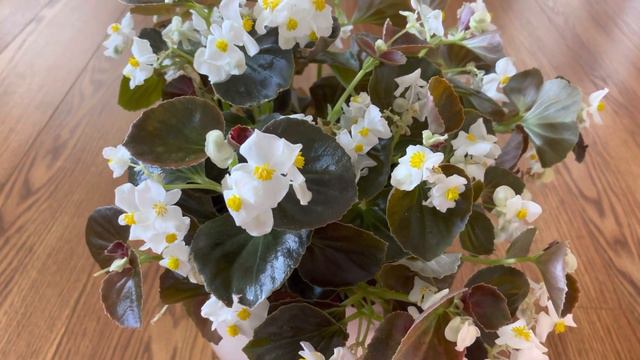 Begonia harmony white and it’s care смотреть онлайн