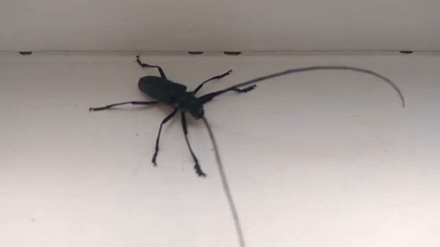 Жук дровосек-занесён в Красную книгу смотреть онлайн