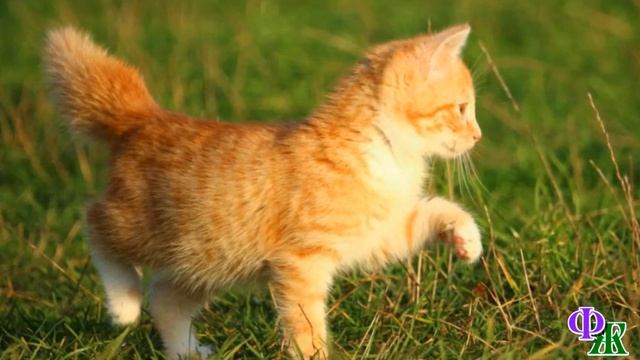 - Будешь теперь ШАШЛЫКОМ! – котенок намертво прицепился к куску мяса. Еле отцепили, все царапался… смотреть онлайн