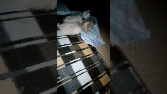 Пекинесики щенки. смотреть онлайн