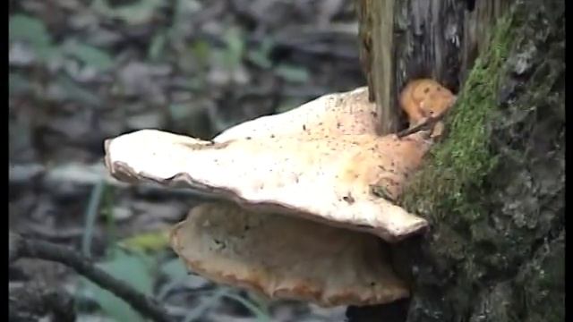 Лесные дебри и грибы, trutovik ,рядовки и другие замечательные грибы. смотреть онлайн