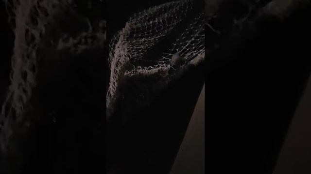 Шок!летучая мышь залетела в окно смотреть онлайн