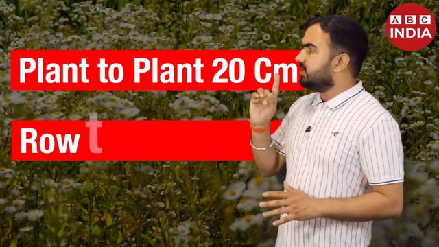 China Aster Farming | चाइना एस्टर खेती | Phool Ki Kheti | Flower Farming | Varieties Of China Aster