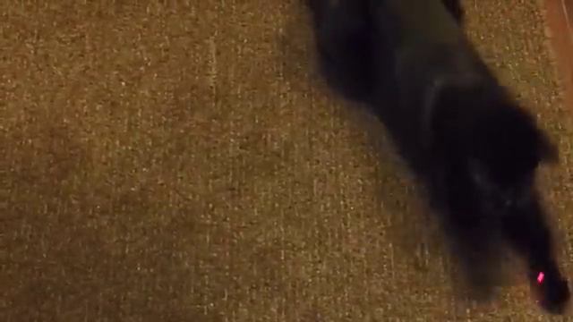 5 APARTMENT CAT TIPS! (tips for enriching your cat's environment) смотреть онлайн