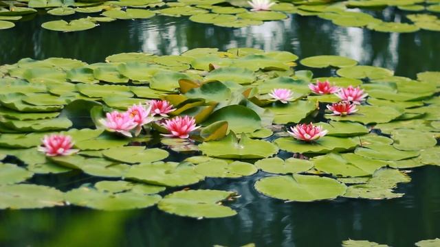 Лотос цветет. Кувшинки цветут на тихом озере | Футажи красивая природа [FullHD] смотреть онлайн