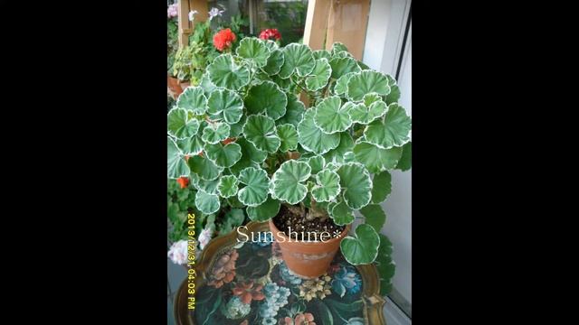 Pelargonium Rosebud White Ring (2013~2014)   로즈버드 화이트링