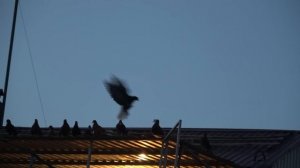 Рекорд Украины по продолжительности полёта николаевского голубя 6 час. 28 мин., п. Ялта, "Приазовье