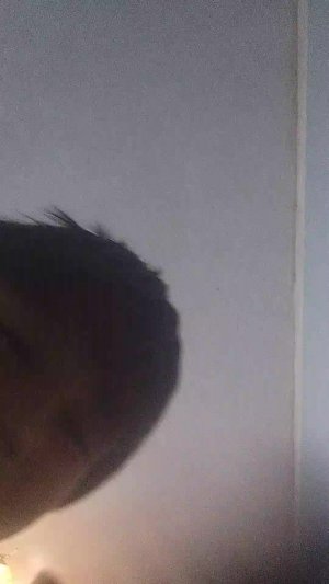 Стрим с котятами