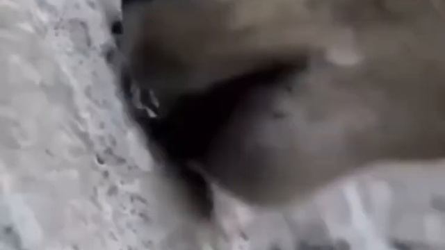 супер животное - горный козёл!🐐🐐🐐 смотреть онлайн