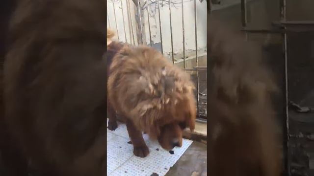 tibet mastifi, Tibetan mastif, тибетский мастиф, девочка смотреть онлайн