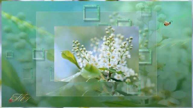 Черемуха венчальная Стихи о весне смотреть онлайн