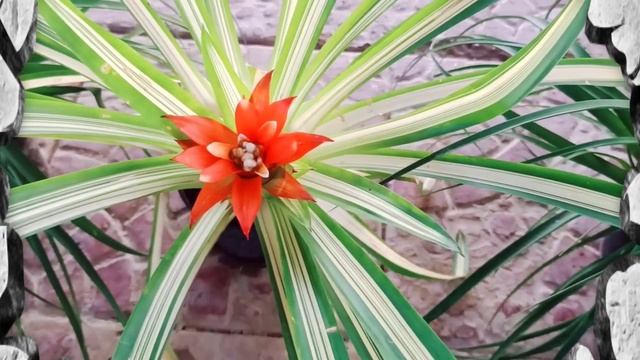 How to grow Bromeliad | Amazing and wonderful plants | Care of Bromeliad смотреть онлайн