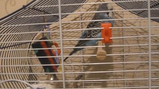 Опасности волнистого попугая дома 2 часть смотреть онлайн