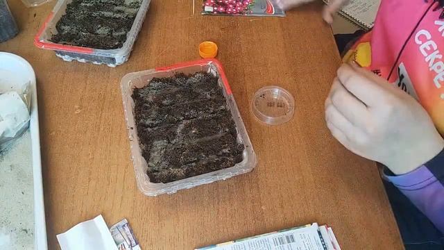 Посев катарантуса (барвинок) смотреть онлайн