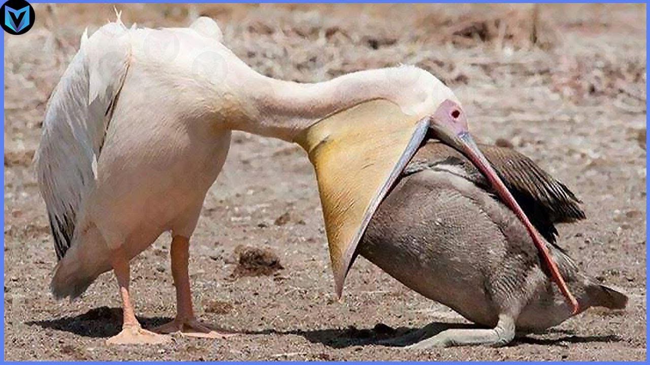 11 самых удивительных нападений птиц, снятых на камеру смотреть онлайн