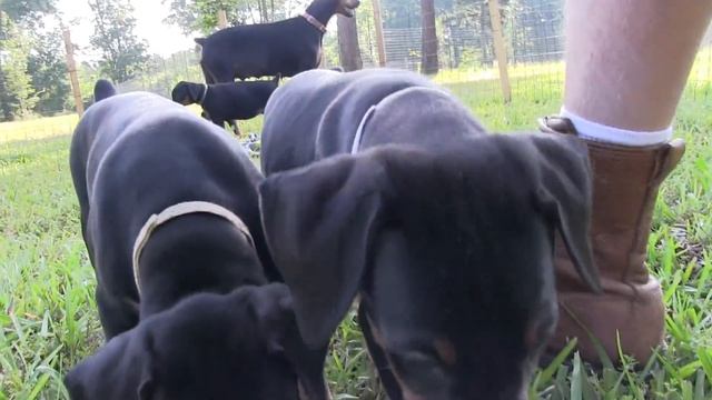 Doberman pinscher puppies growing to 8 weeks смотреть онлайн