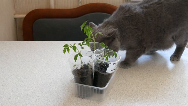 СОРТОВОЙ ТОМАТ МАЛИНОВЫЙ СЛОН смотреть онлайн