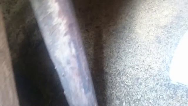 Рыжий тигр смотреть онлайн