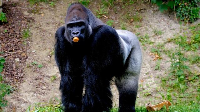 Gorila, Animals Geographi смотреть онлайн