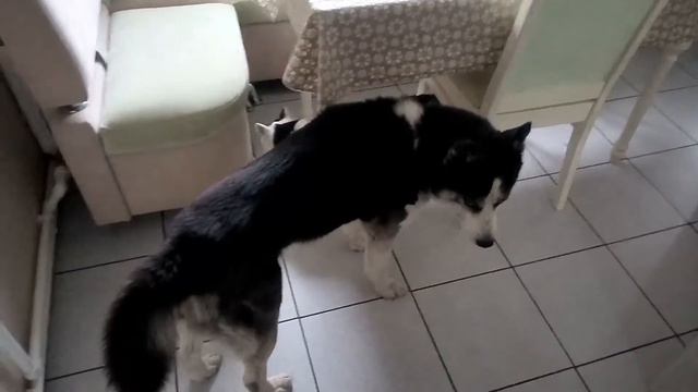Котейка лезет в кадр, Джек больше не звезда 🌟 смотреть онлайн