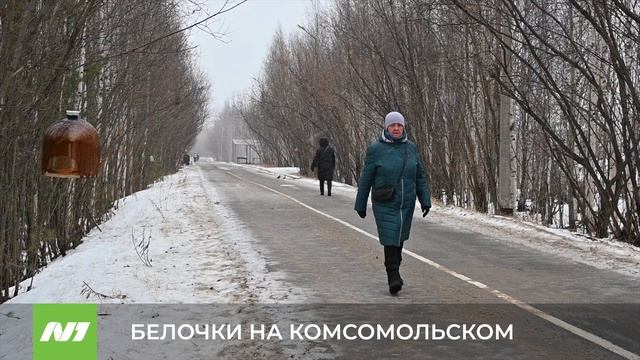 БЕЛОЧКИ НА КОМСОМОЛЬСКОМ смотреть онлайн