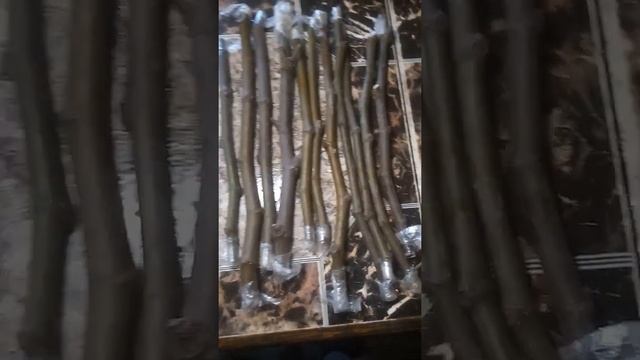 27 ноября 2021 г. Черенки инжира ДАФ и Гибрид Кадоты. смотреть онлайн