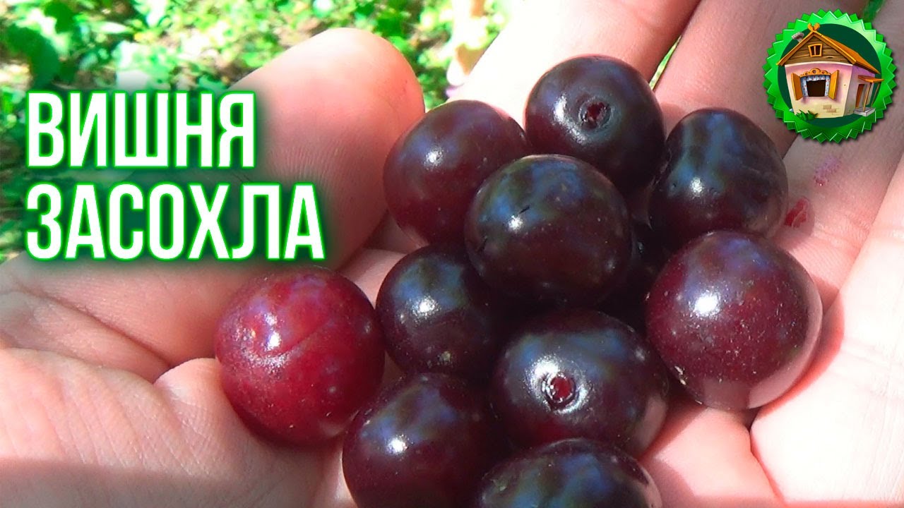 Вишня засохла. Нашли странные ягоды. Рисуем орнамент на доме. Пометили деревья в саду. 33 серия смотреть онлайн