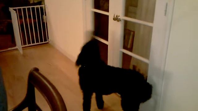 Free Range Poodle Loves Violin