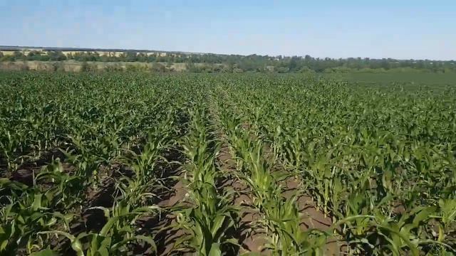 Кукуруза "ДАНИИЛ" смотреть онлайн