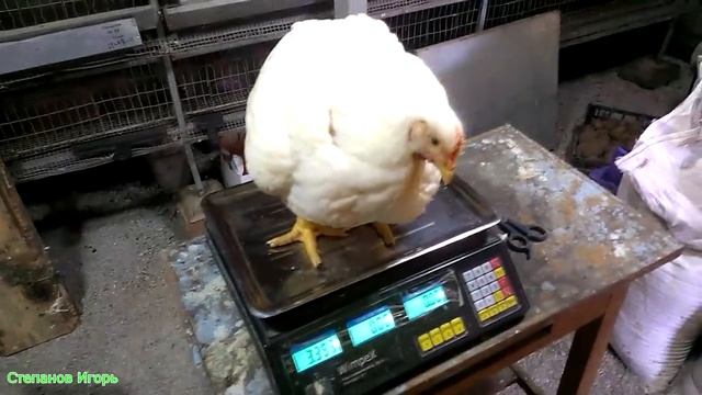 Бройлеры. Забой птицы 47 сутки Взвешивание С первых суток до забоя часть 20 смотреть онлайн