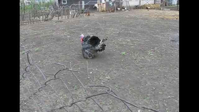 Индейские танцы индюка смотреть онлайн