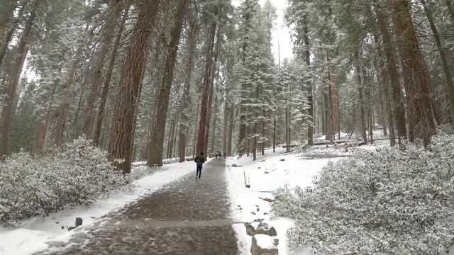 Wintery Scenes at the General Sherman Tree смотреть онлайн