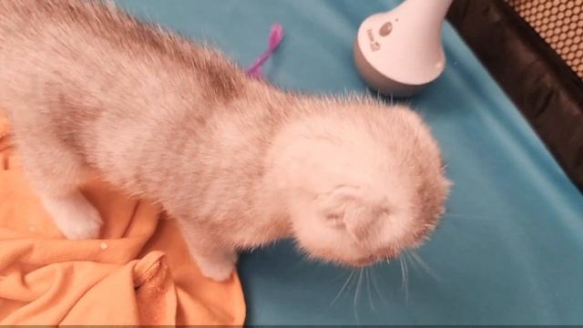 Мяуканье котят и разговор мамы кошки о воспитании ? смотреть онлайн