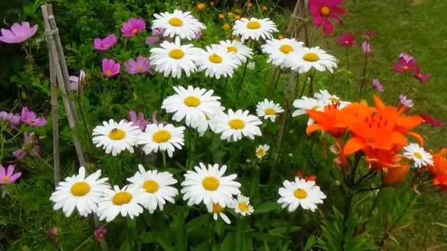 Me waffling on about choosing a video camera, Sony HDR-CX320 смотреть онлайн