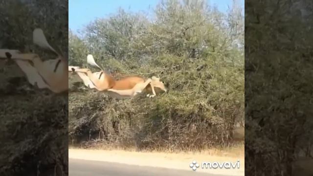 вот это Называется Мир животных смотреть онлайн