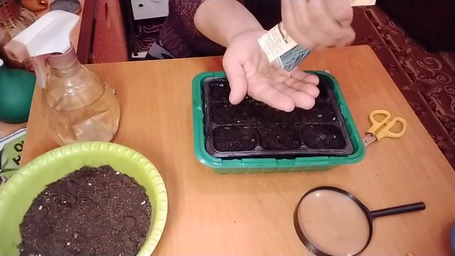 ОВСЯНИЦА ДЕКОРАТИВНАЯ СИНИЧКА, ПОСЕВ НА РАССАДУ. смотреть онлайн