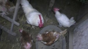 наши дела и делишки/Надейкины истории