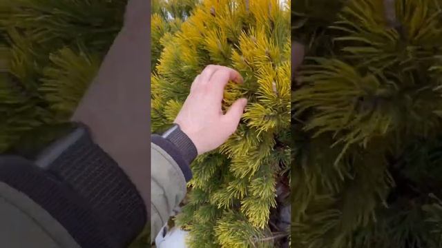 Сосна горная winter gold. Особенность что на время зимы, хвоя желтая. А весной снова зеленая смотреть онлайн
