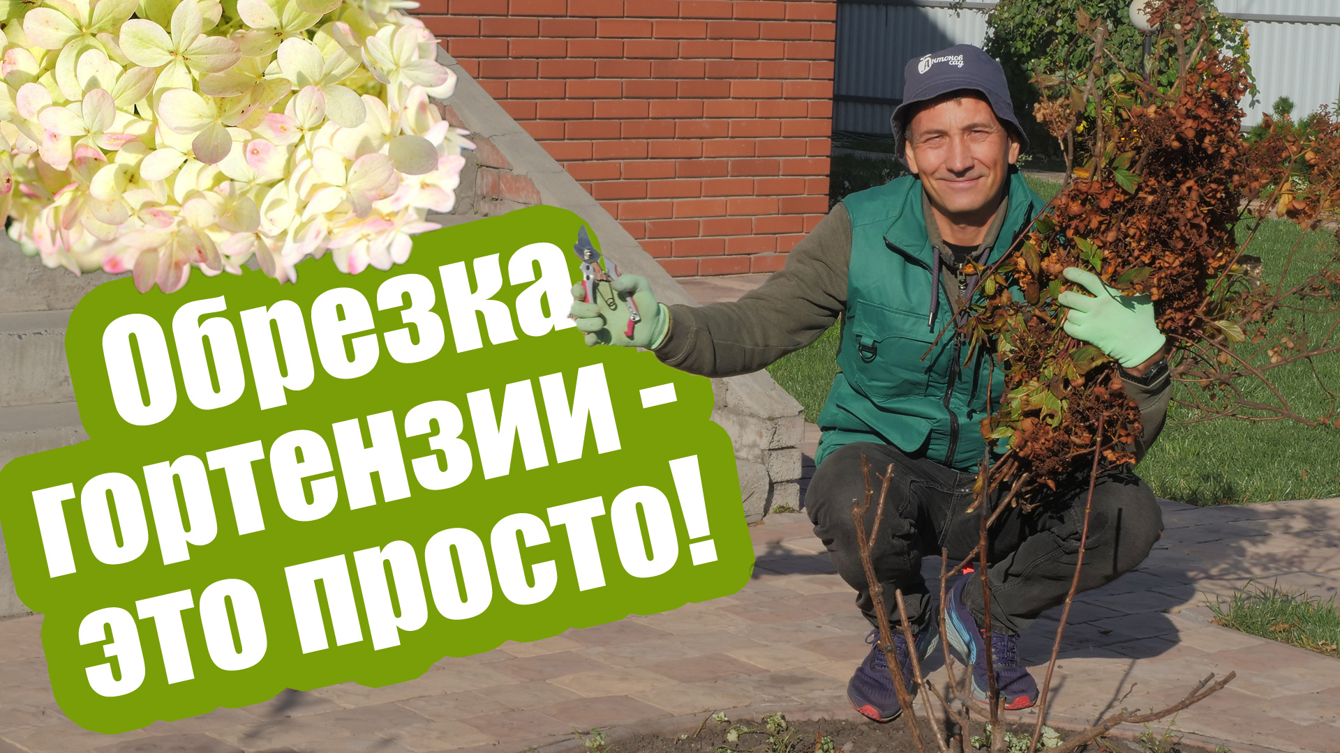 Не бойтесь обрезать гортензию осенью! Обрезка метельчатой гортензии для новичков смотреть онлайн