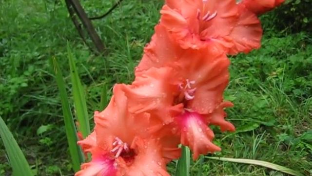 Гладиолусы цветут ( ч. 4 ) смотреть онлайн