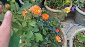 Розы Чарльз Дарвин и Леди оф Шалот. Розы а саду!?✨??♀️✨?