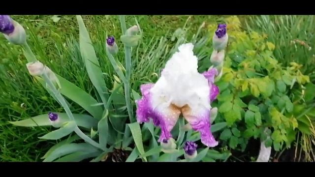 Цветение - Бульденеж, Лилейник, Опунция Котёнок, Пион, Дикий Клематис, Лук "Аллиум", Ирисы! смотреть онлайн