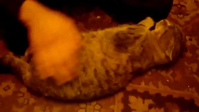 Котик издает звуки как бурундук смотреть онлайн