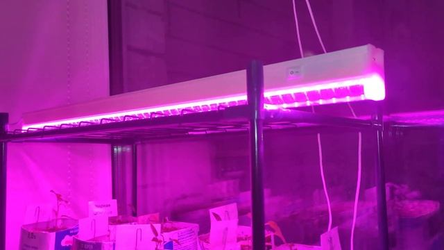Лампа Для Рассады Светодиодная Подсветка Для Рассады Фитолампой На Подоконнике смотреть онлайн
