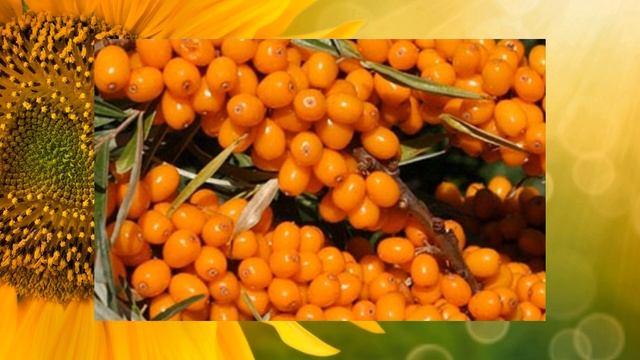 ОБЛЕПИХА ПОЛЕЗНЫЕ СВОЙСТВА ВОЛШЕБНОЙ ЯГОДЫ ЧЕМ ПОЛЕЗНА ОБЛЕПИХА смотреть онлайн