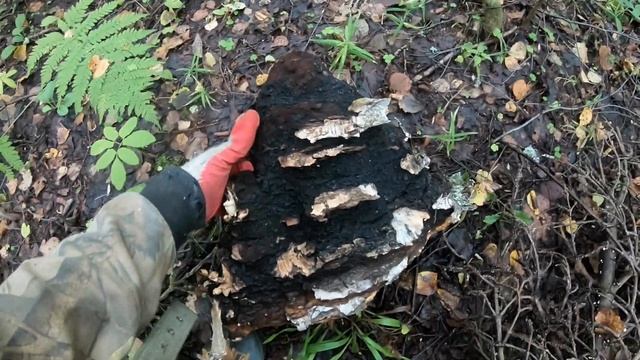 Съездил за чагой + немного железа смотреть онлайн