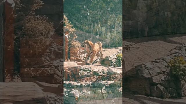 Зоопарк в Спб🐒 смотреть онлайн